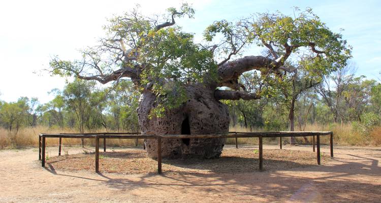 A large Baobab tree with a fence around it, set in a dry landscape.