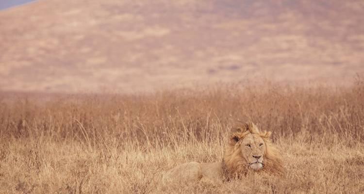 Eenzame leeuw rustend in een droog grasland.