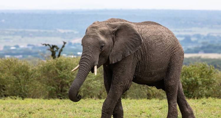 Een olifant die in het wild loopt.