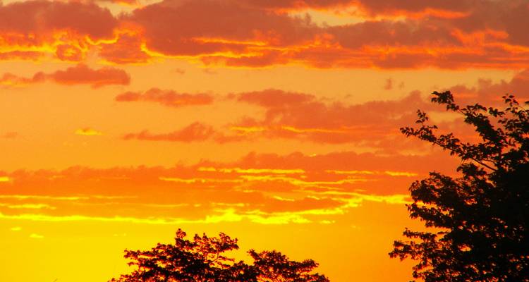 Cielo vibrante del atardecer con árboles en silueta.