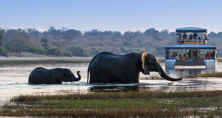 Elefantes en un río con un barco en el fondo.