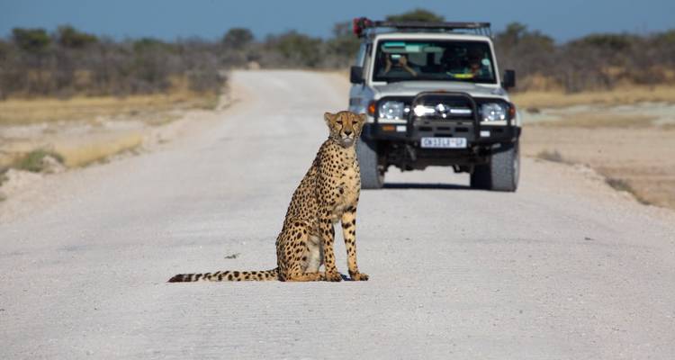 Cheetah sitting on a road with a vehicle in the background.