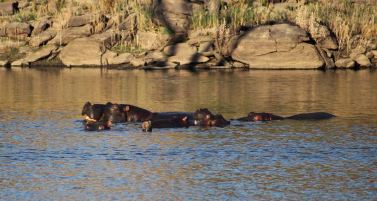 Groupe d'hippopotames dans une rivière entourée de rochers.