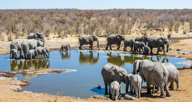 Éléphants à un point d'eau dans une savane sèche.