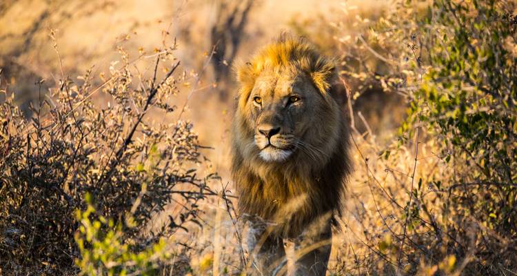 Un lion marchant à travers l'herbe sèche et les buissons.