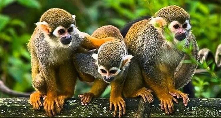 Een kleine groep apen op een tak in het bos.