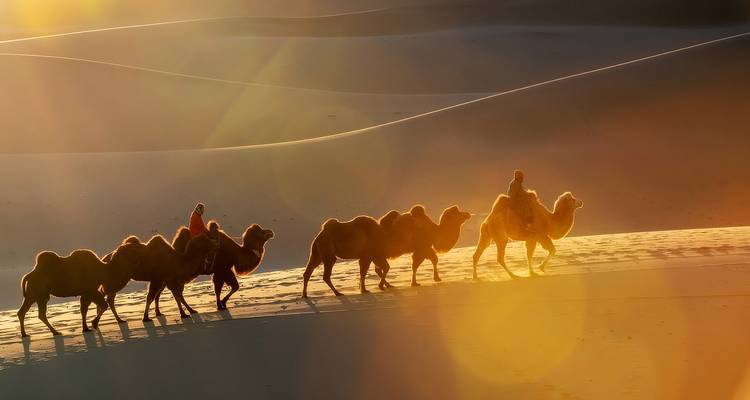 Gesilhouetteerde kameelkaravaan die gloeiende zandduinen oversteekt bij zonsopgang met golvende bochten van woestijn.