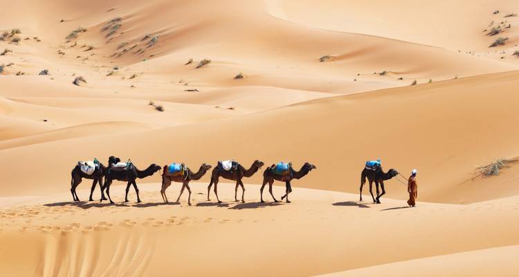 Caravane de chameaux menée par une personne marchant sur des dunes de sable dans un paysage désertique.