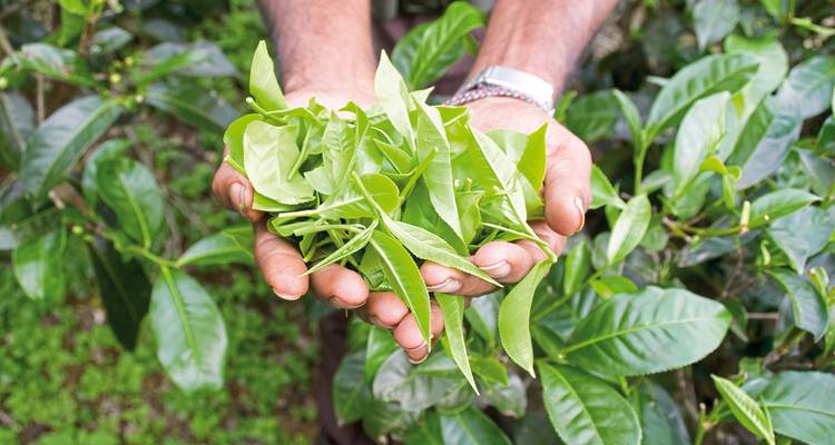 Mains tenant des feuilles de thé vert fraîchement cueillies dans une plantation.