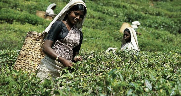 Frauen ernten Teeblätter in einer Plantage mit Körben.