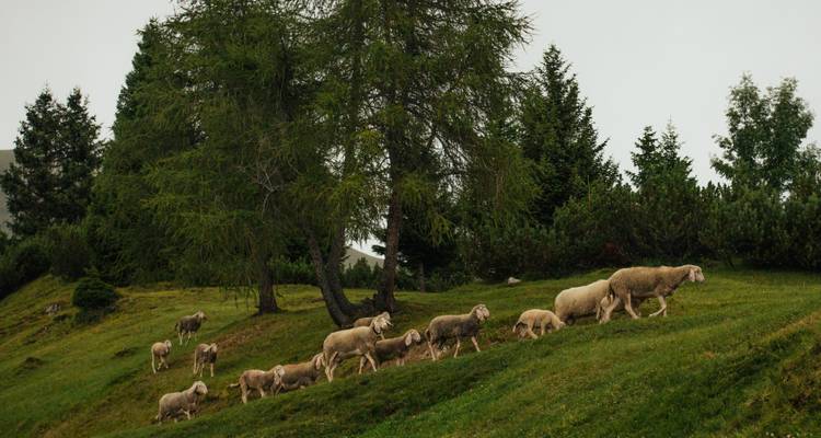 Des moutons paissant sur une colline herbeuse entourée d'arbres.