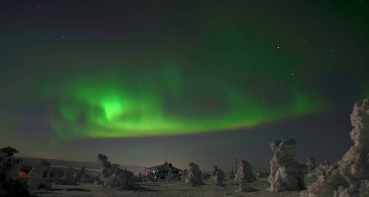 Northern lights over snow-covered trees.