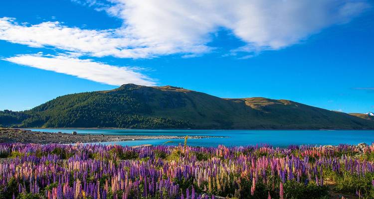 Un paysage pittoresque avec un lac, des fleurs sauvages colorées au premier plan, et un terrain montagneux en arrière-plan, sous un ciel bleu éclatant.