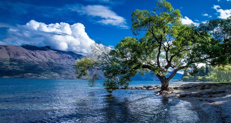Arbre au bord du lac avec un arrière-plan montagneux et un ciel dégagé.