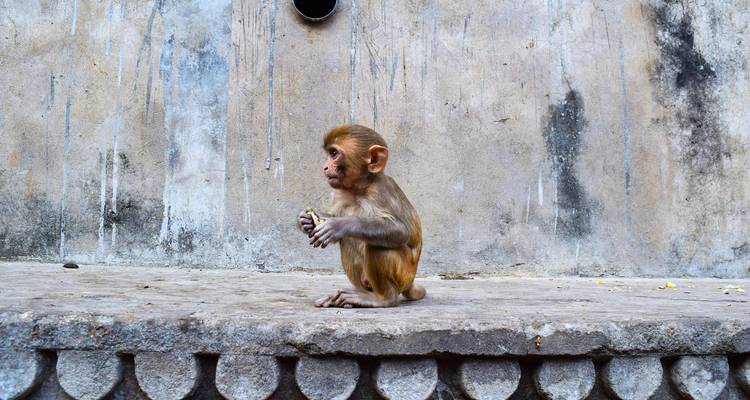 Un bébé singe assis sur une plateforme de pierre.
