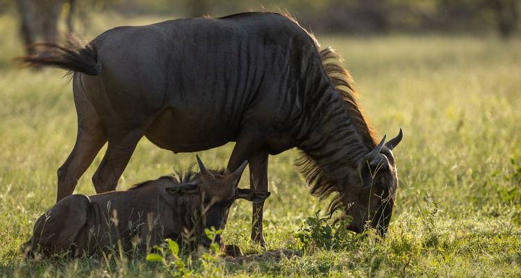 Gnus stehen und liegen auf grasigen Ebenen bei natürlichem Licht.