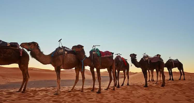 Caravane de chameaux dans le désert au coucher du soleil.