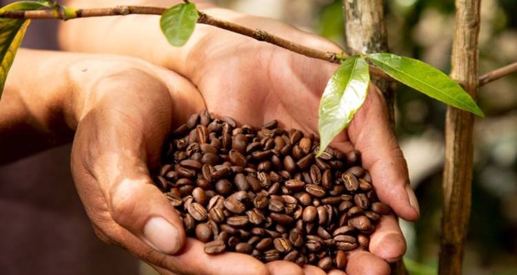 Manos sosteniendo granos de café tostados con una planta de café en el fondo.