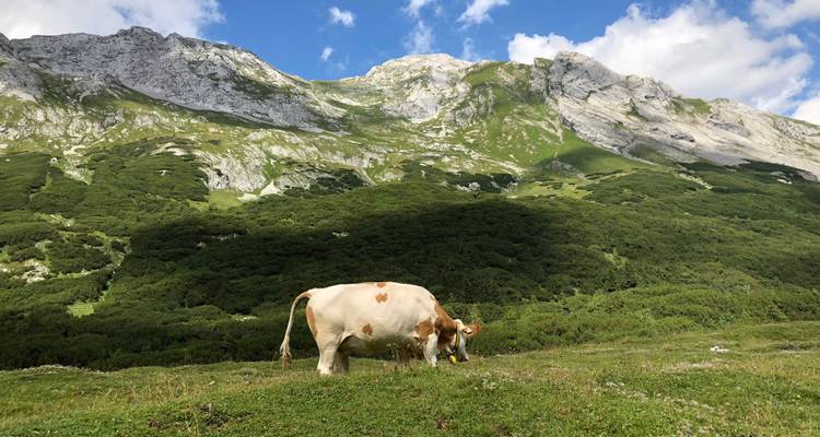 Vache paissant dans un pré vert avec des montagnes rocheuses en arrière-plan.