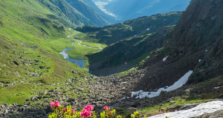 Vallée pittoresque avec rivière et fleurs sauvages au premier plan.