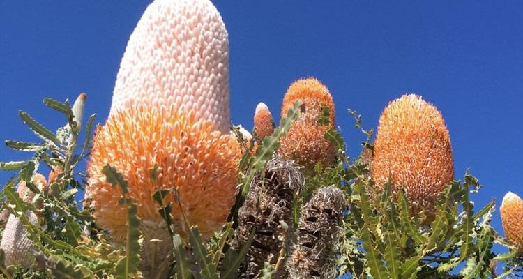 Close-up of flowering plants against a blue sky.
