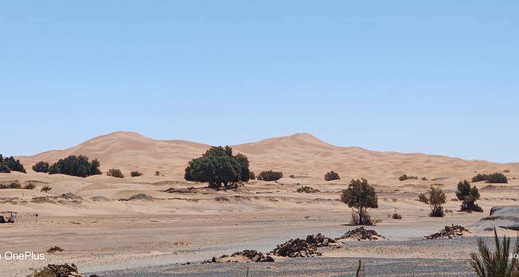 Paysage désertique sablonneux avec une végétation clairsemée.