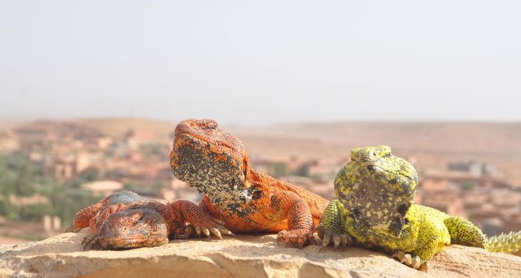 Trois lézards aux couleurs vives perchés sur un rocher avec une ville désertique floue en arrière-plan.