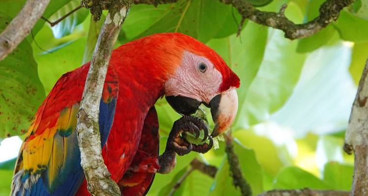 Guacamayo escarlata posado en una rama en la selva.