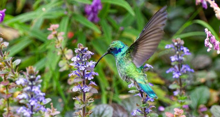 Colibrí alimentándose de una flor en un jardín exuberante.