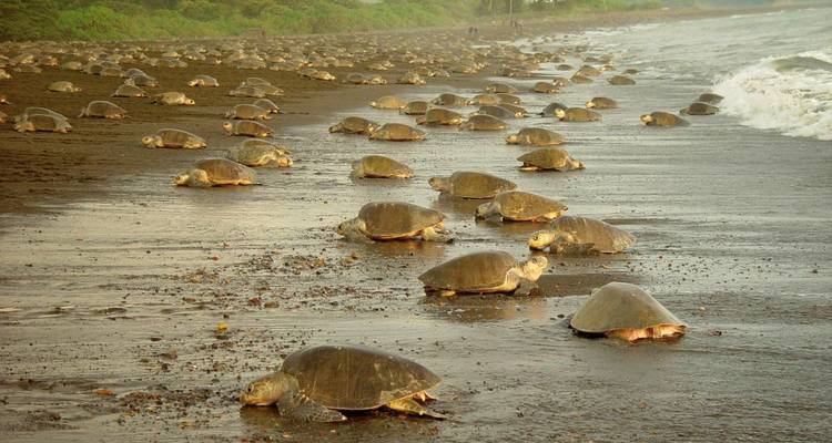 Tortugas marinas en una playa durante un evento de anidación masiva.