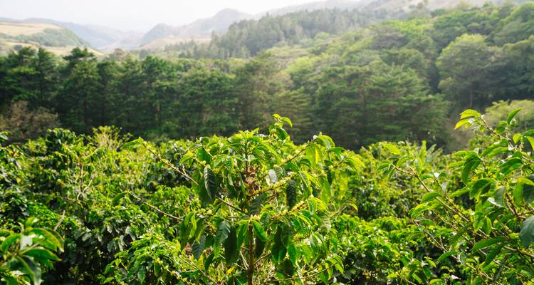 Paisaje verde exuberante con montañas al fondo