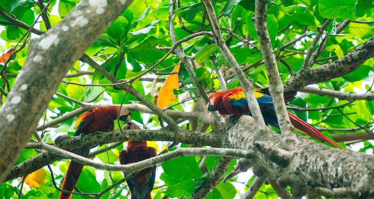 Loros coloridos posados en las ramas de los árboles