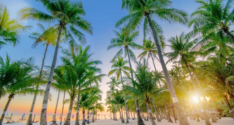 Palmen an einem tropischen Strand bei Sonnenaufgang.