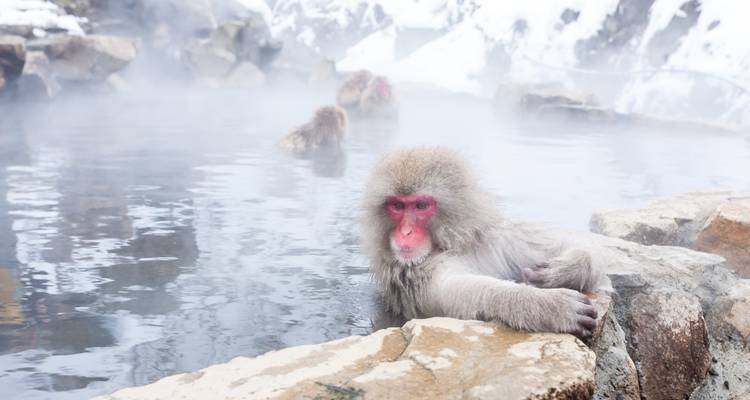 Macaco japonés sentado en un onsen con vapor elevándose alrededor.