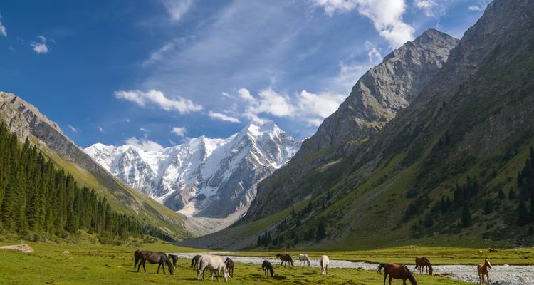 Berglandschaft mit Pferden, die in einem grünen Tal grasen, und schneebedeckten Gipfeln.