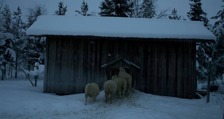 Schapen die een houten schuur bedekt met sneeuw binnengaan.