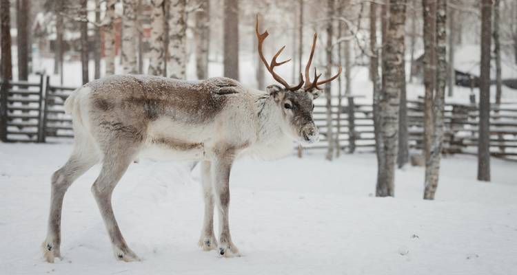 Rendier staand in een besneeuwde bosomgeving.