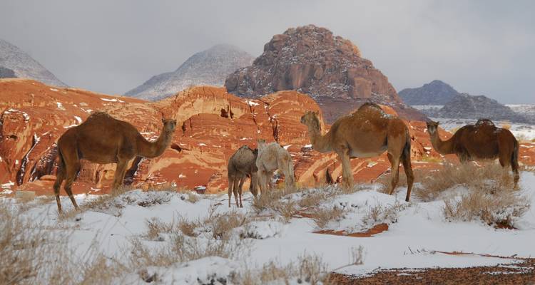 Camellos en un desierto nevado con formaciones rocosas rojas y montañas.