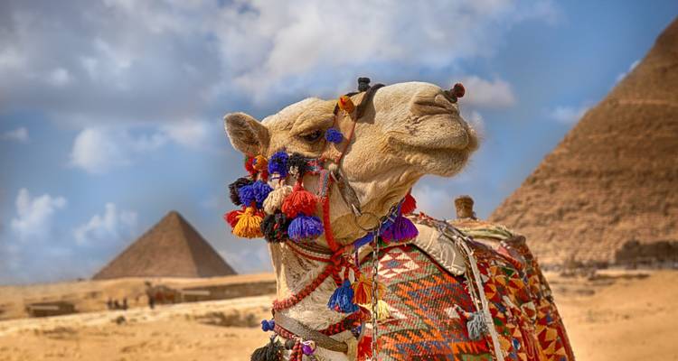 Decorated camel with the pyramids in the background