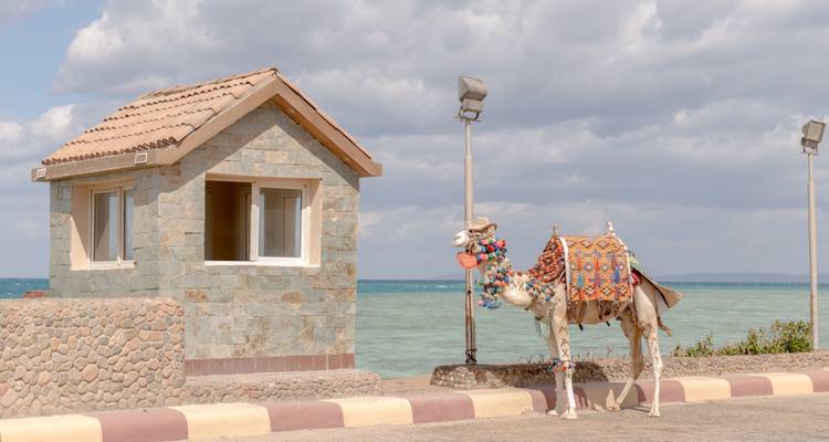 Camello decorado junto a un pequeño edificio de piedra al lado del mar.