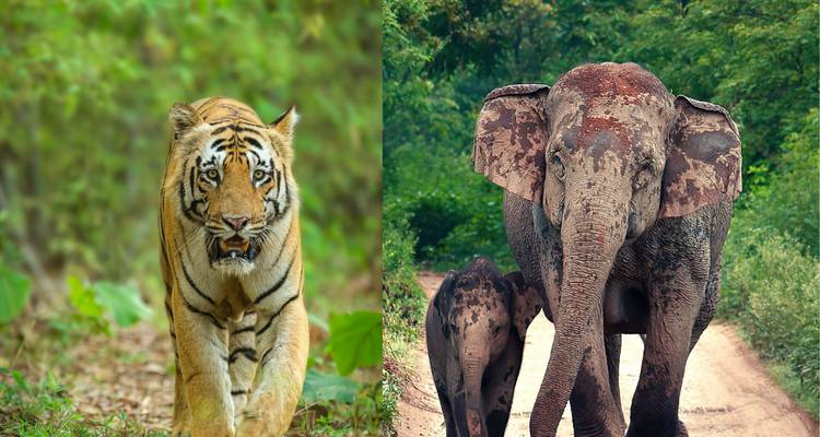 Un tigre et un éléphant dans un cadre forestier naturel.