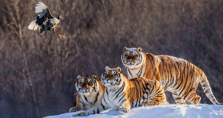 Tijgers in een besneeuwde landschap kijkend naar een vogel in vlucht