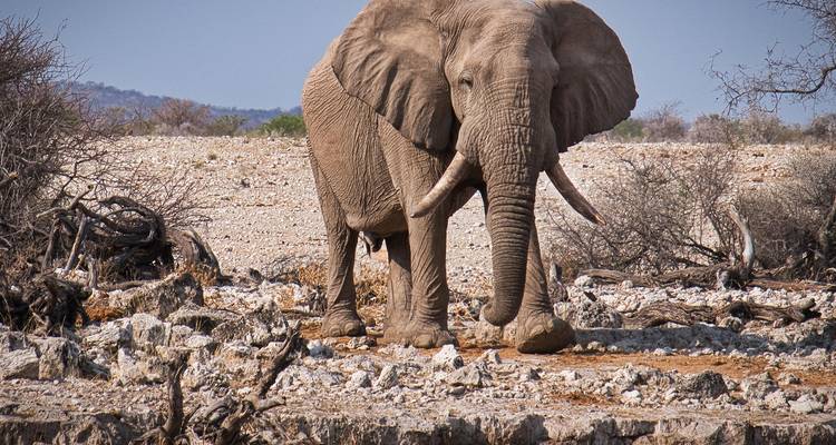 Un elefante solitario caminando entre terreno rocoso.