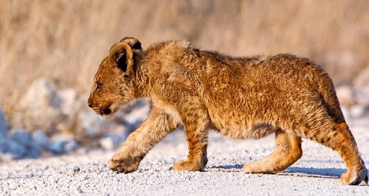 Un cachorro de león caminando por un sendero de tierra.