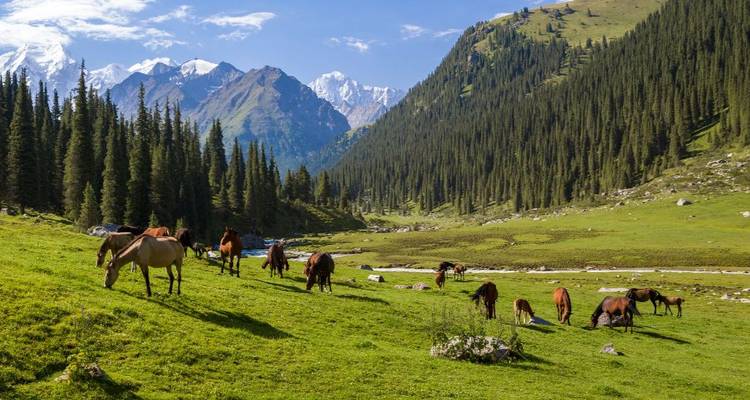 Chevaux broutant dans une vallée avec des montagnes.