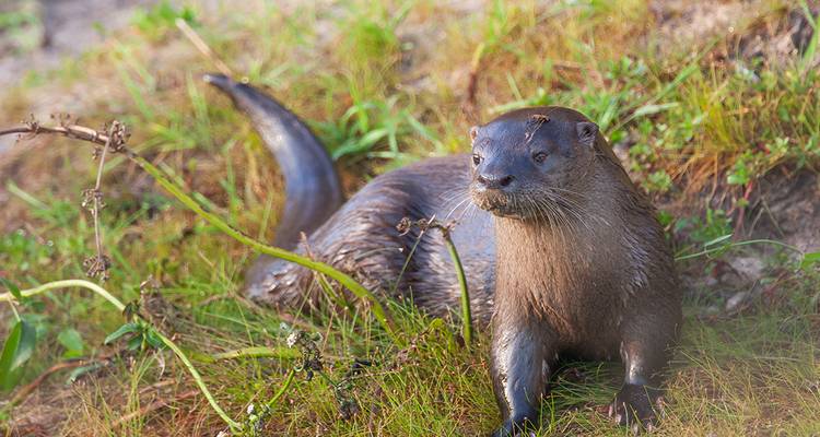 Une loutre dans des zones humides herbeuses.