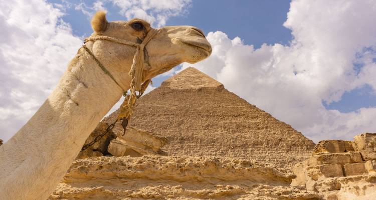 Un camello en primer plano con una pirámide al fondo bajo un cielo azul.