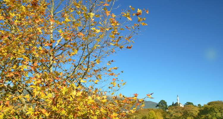 Feuillage doré d'automne contre un ciel bleu éclatant avec un minaret lointain s'élevant au-dessus de la cime des arbres.
