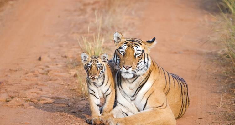 Des tigres couchés sur un sentier de terre dans un environnement naturel.