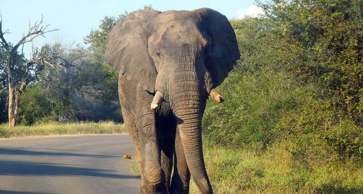 Un elefante caminando por un camino en un entorno natural.
